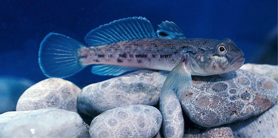 The Round Goby is one of the most harmful invasive species that is inflicting damage on ecosystems in the Great Lakes and surrounding water bodies. Via Lake Scientist